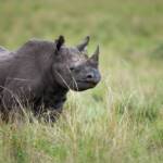 black-rhinoceros-masai-mara-wildlife