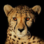 Portrait of a cheetah (Acinonyx jubatus) with intense eyes isolated on black