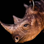 rhino-face-wallpaper-preview