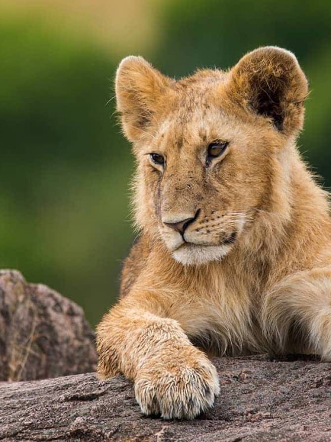 lion-masai-mara