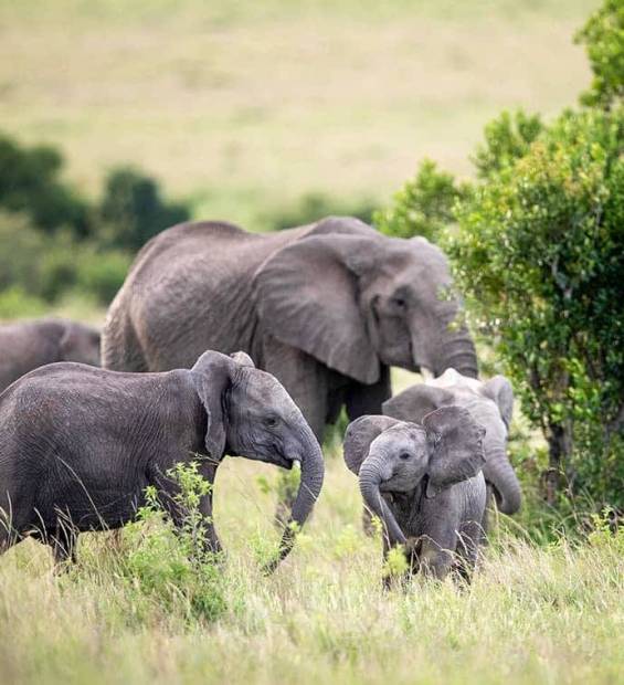 masai-mara-wildlife-elephant (1)